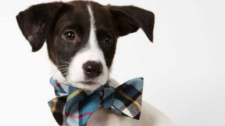 Illustration for article titled Adorable Adoptable Animals in Accessories Will Make Your Eyes Leak